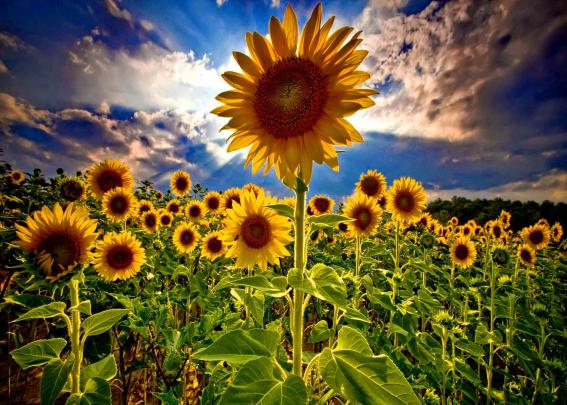 [46+] Field of Sunflowers Wallpaper 