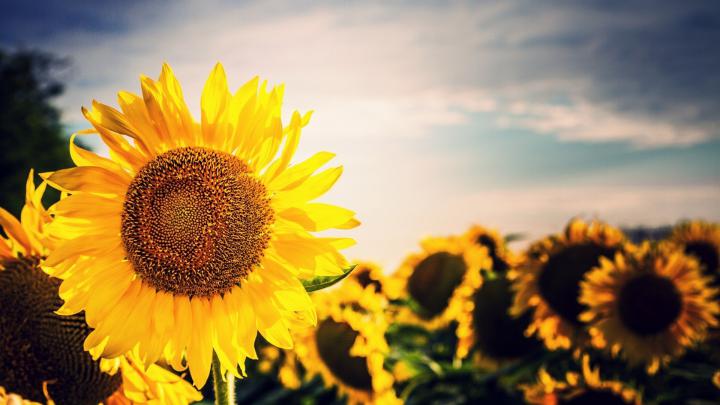 Sunflower Wallpapers