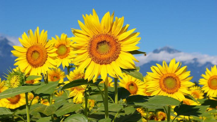 Sunflower Desktop Wallpapers Free