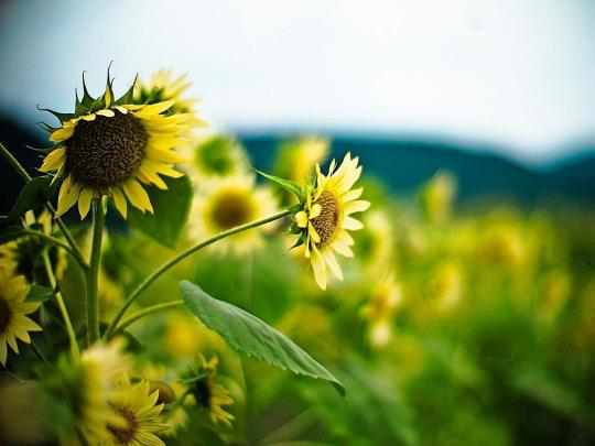 Sunflower Wallpapers Desktop