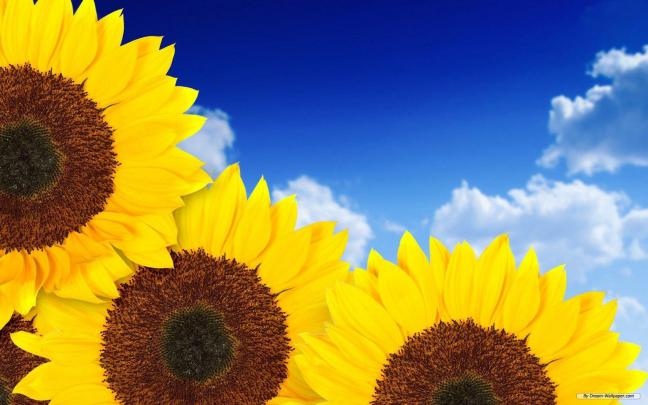 Sunflower Desktop Wallpapers Free