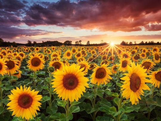 Sunflower Backgrounds
