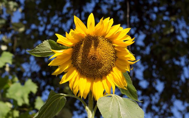 Perfect sunflower - desktop wallpaper - HD wallpaper download 