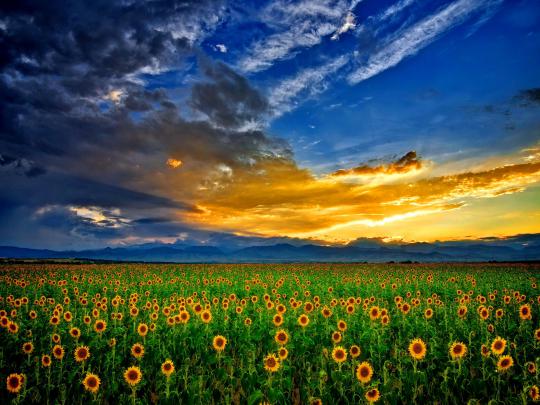 Sunflower Field Wallpapers