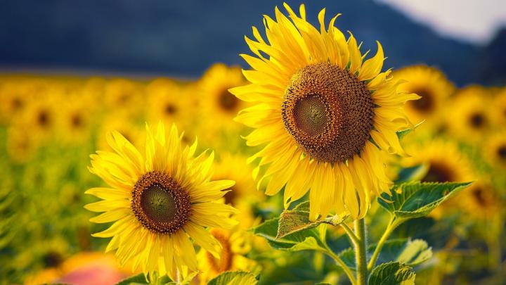 [46+] Field of Sunflowers Wallpaper 