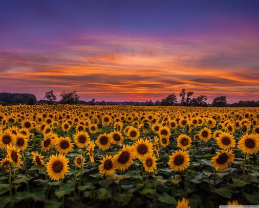 Field Of Sunflowers Wallpapers