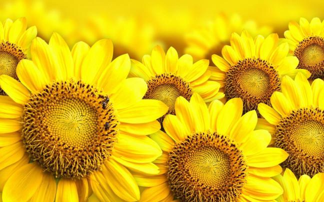Sunflower Desktop Wallpapers Free