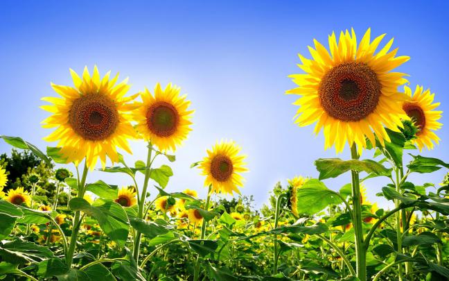 HD Sunflowers Wallpapers ~ Top Best HD Wallpapers for Desktop