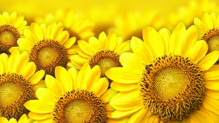 Sunflower Wallpapers