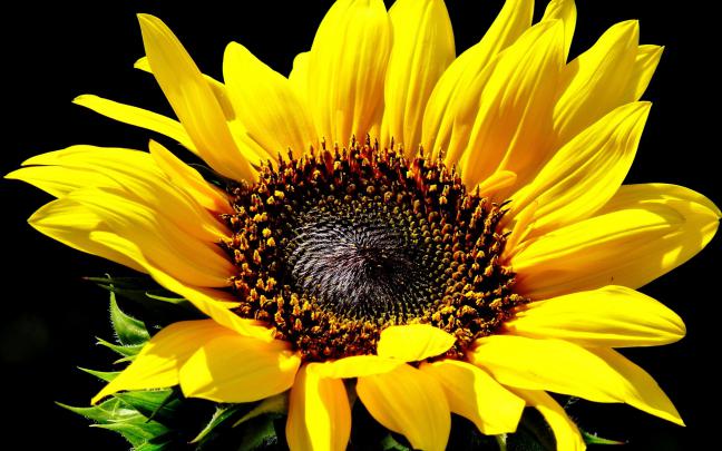 flowers, Sunflowers Wallpapers HD \/ Desktop and Mobile Backgrounds