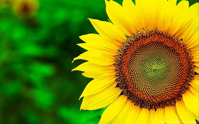 Sunflower Wallpapers HD Best Collection Of Yellow Flowers Desktop 
