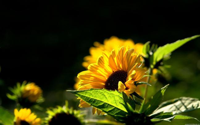 Sunflower Wallpapers Desktop