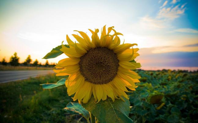 Sunflower Desktop Wallpapers Free