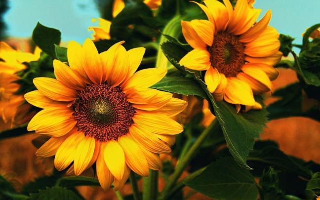 Sunflower Desktop Wallpapers Free