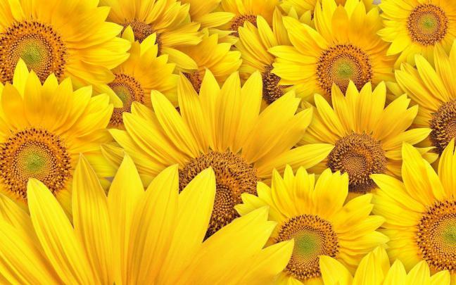 Sunflowers Wallpapers