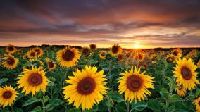 Sunflower Desktop Wallpaper
