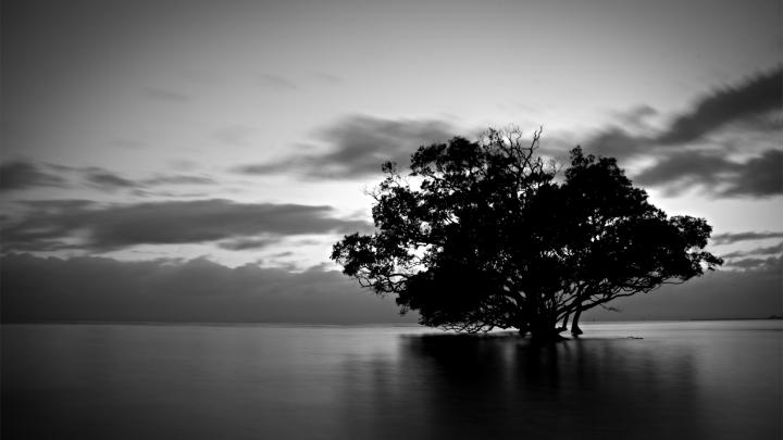 Tree Wallpaper Black And White