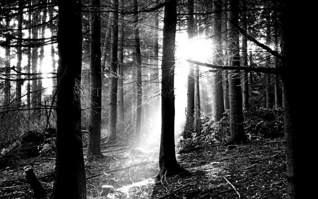 Black And White Nature Wallpapers