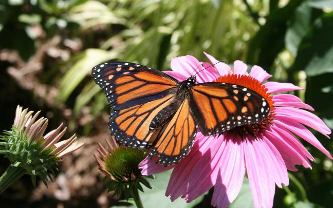 Butterfly Desktop Wallpaper