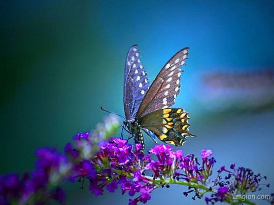 Pretty Butterfly Wallpapers