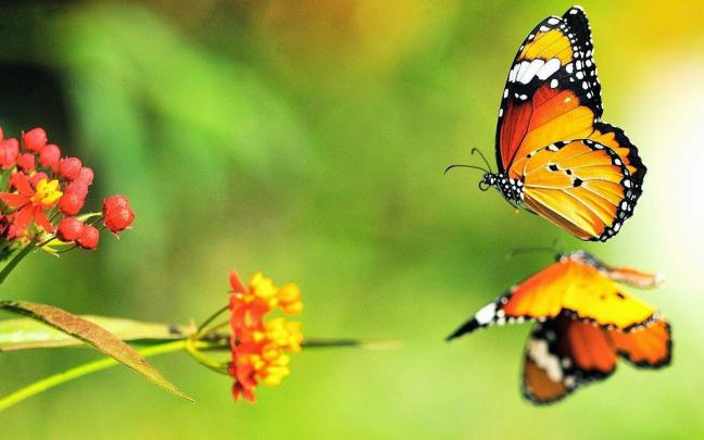 Full Screen HD Butterfly Wallpapers