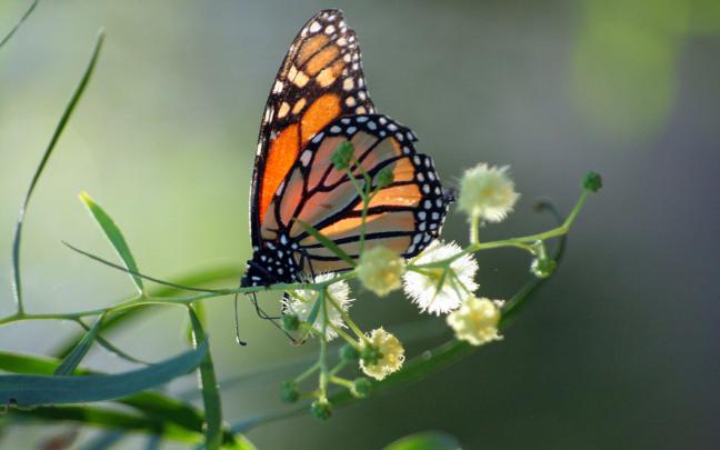 Monarch Butterfly Wallpapers
