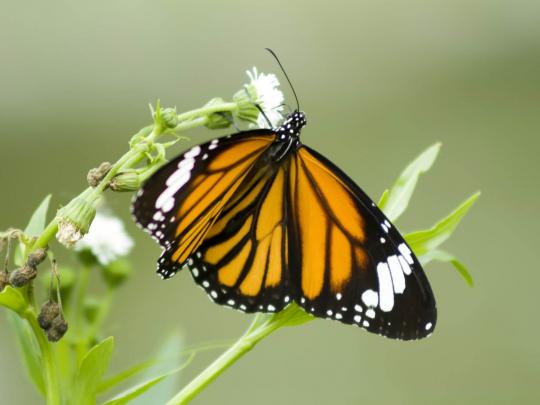 Desktop Wallpapers: Beautiful Butterfly Desktop Wallpapers