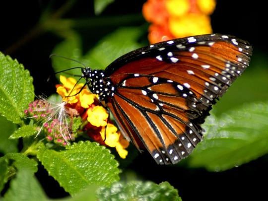 wallpapers: Butterfly Desktop Backgrounds