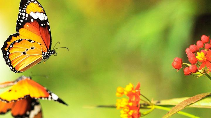 Butterfly Computer Wallpapers