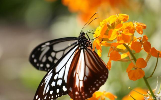 Free Butterfly Wallpapers