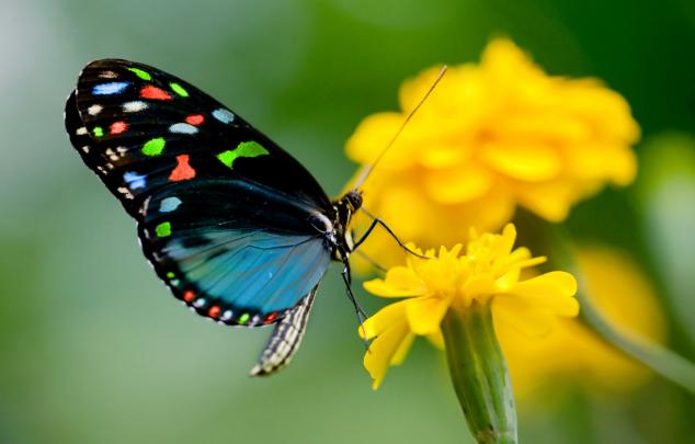 Pretty Butterfly Wallpaper \u00b7\u2460 