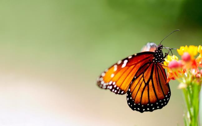 4K Butterfly Wallpapers High Quality | Download Free
