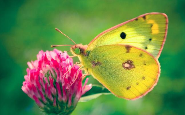 Free Butterfly Desktop Backgrounds