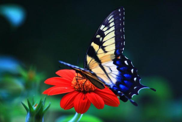 Butterfly Desktop Wallpapers