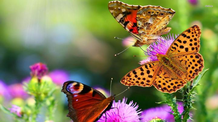 Butterfly HD Wallpapers