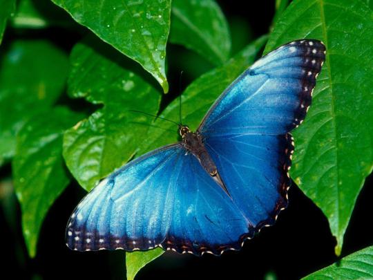 Butterfly Desktop Backgrounds