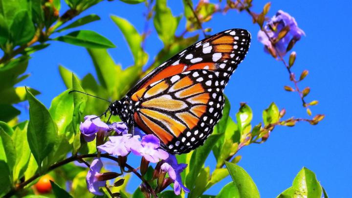 [57+] Beautiful Butterfly Wallpapers Desktop 