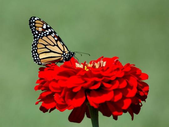 Monarch Butterfly Wallpapers