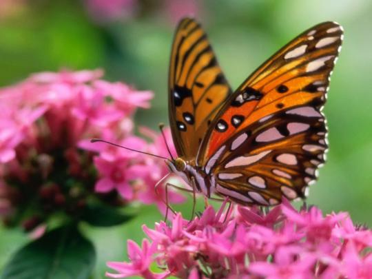 Butterfly Desktop Wallpapers - Amazing Picture Collection