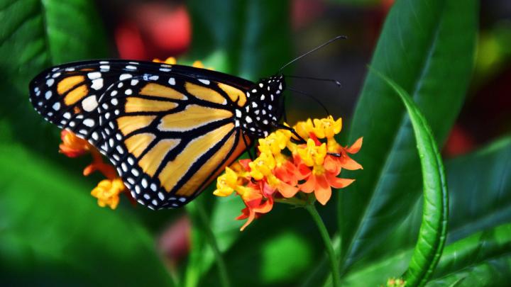Monarch Butterfly Wallpapers