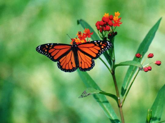 Butterfly Desktop Wallpapers - Funny Photos | Funny mages Gallery