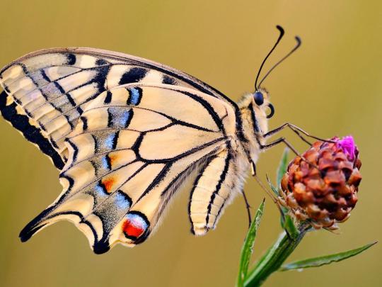 wallpapers: Butterfly Desktop Backgrounds