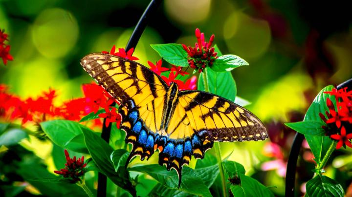Butterfly Flying Wallpapers