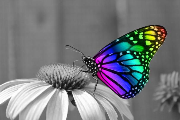 Butterfly Desktop Backgrounds (52+ images)