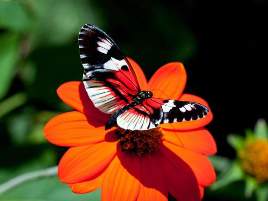 wallpapers: Butterfly Desktop Backgrounds