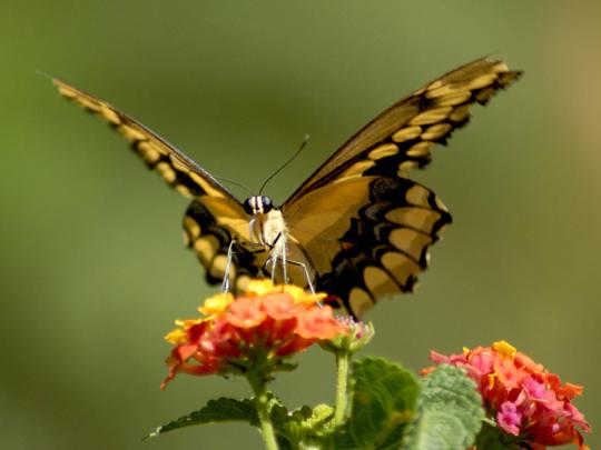Desktop Wallpapers: Beautiful Butterfly Desktop Wallpapers