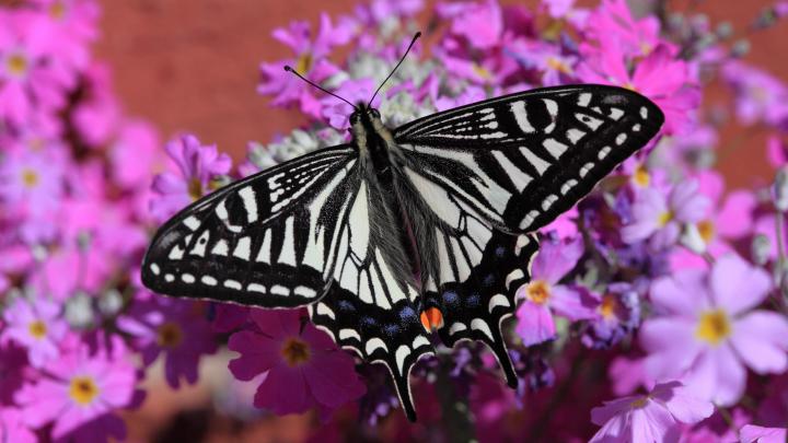 Purple Butterflies Wallpaper (58+ images)