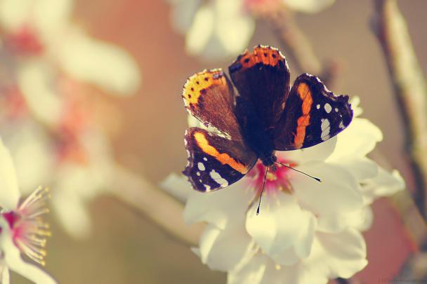 Butterfly HD Wallpapers