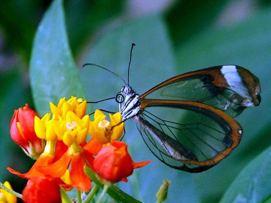 Butterfly Desktop wallpapers ~ Allfreshwallpaper