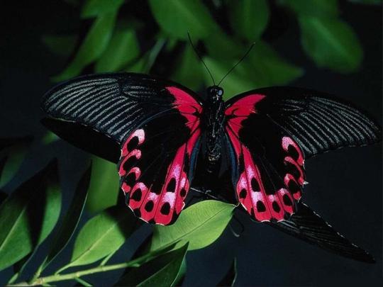 Butterfly Desktop Wallpapers - Funny Photos | Funny mages Gallery